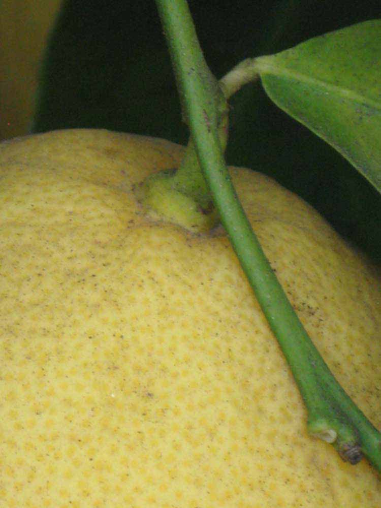            Fruit (Riverside, CA)   